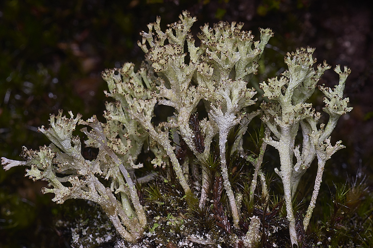 MarshamHeathCladonia1150126-2