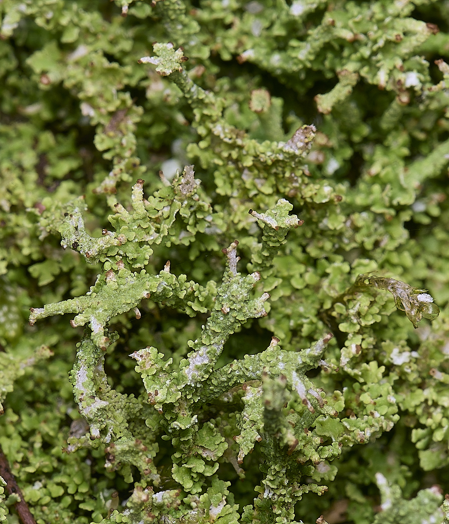 MarshamHeathCladonia5150126-2