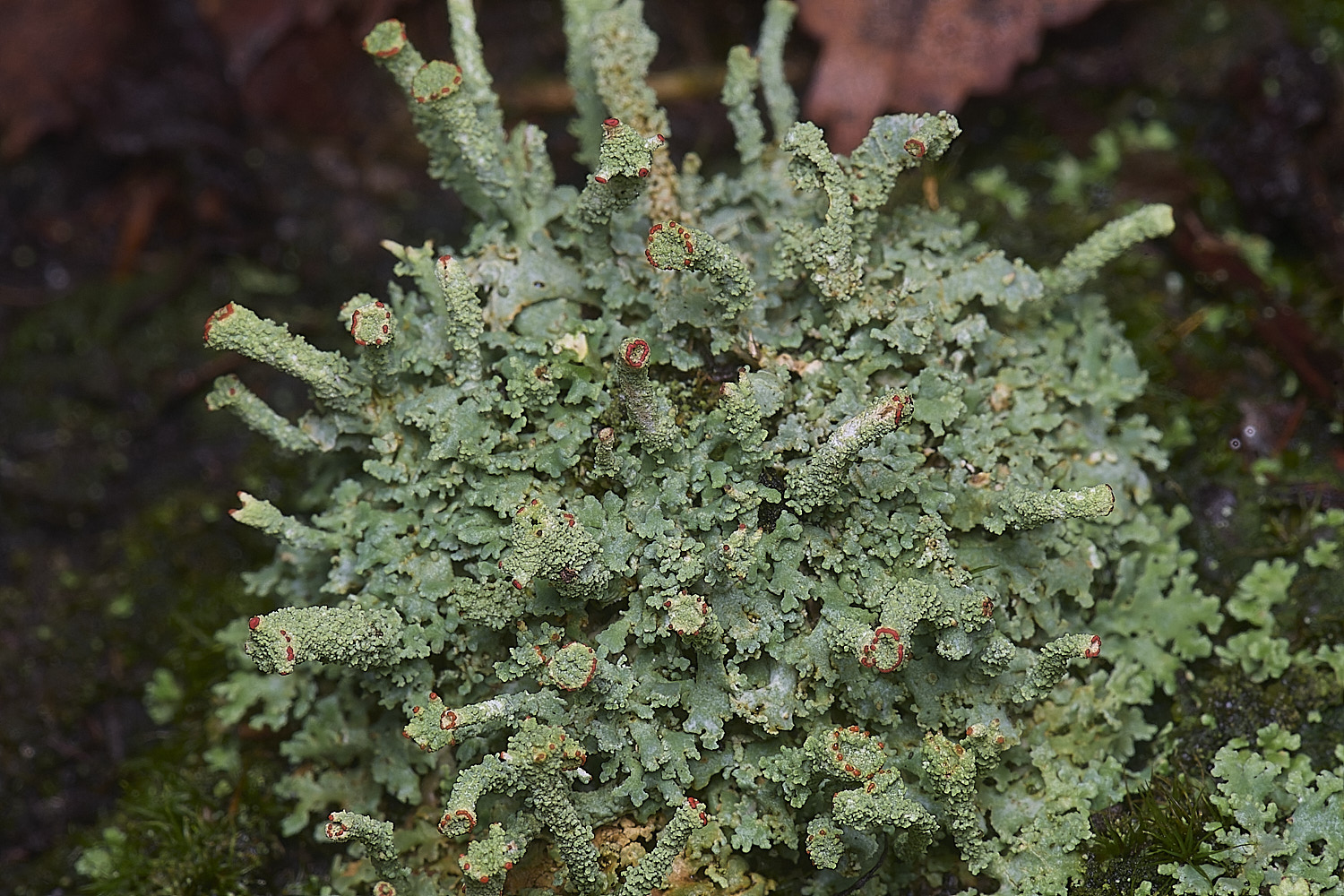MarshamHeathCladonia7150126-3