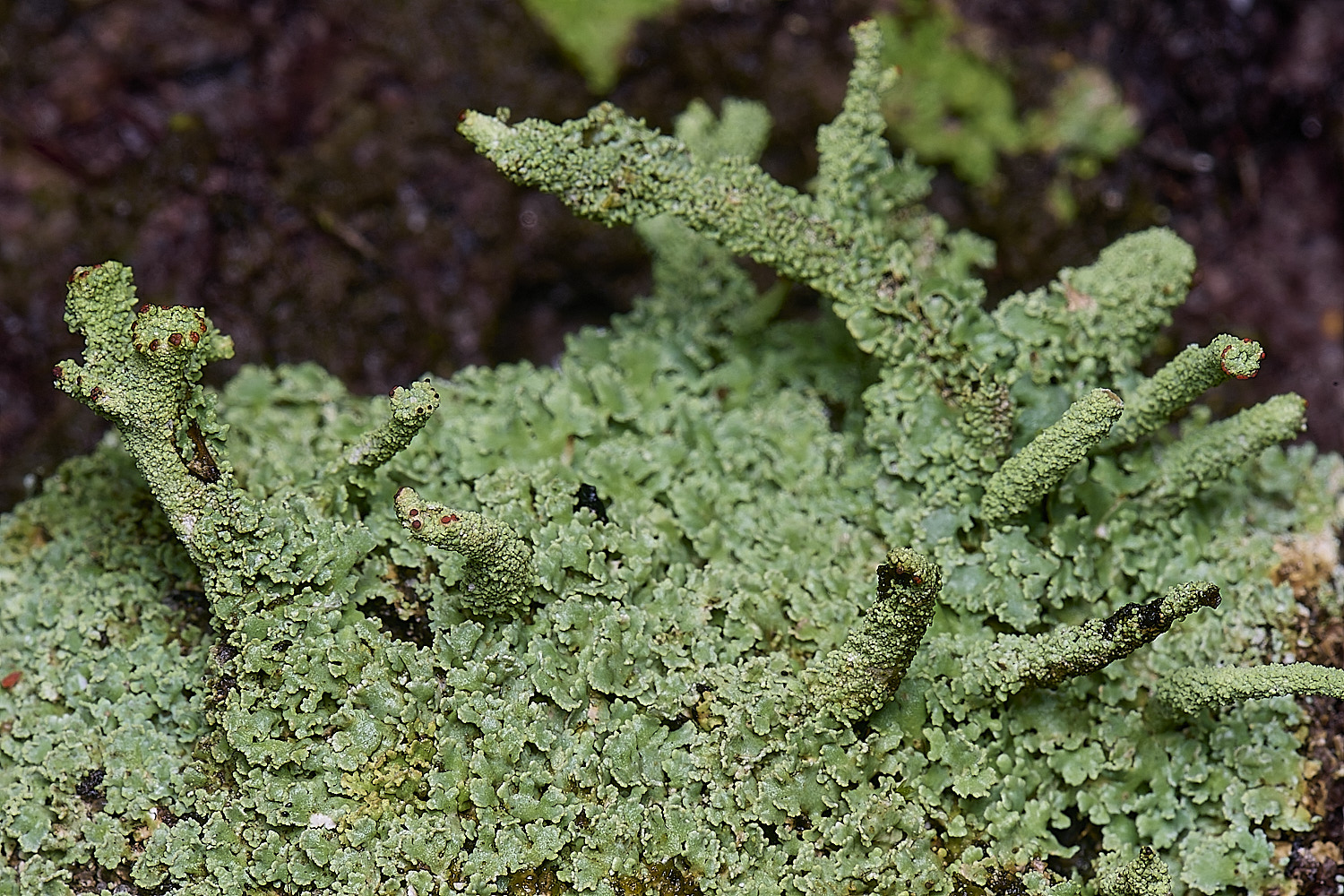 MarshamHeathCladonia7150126-4