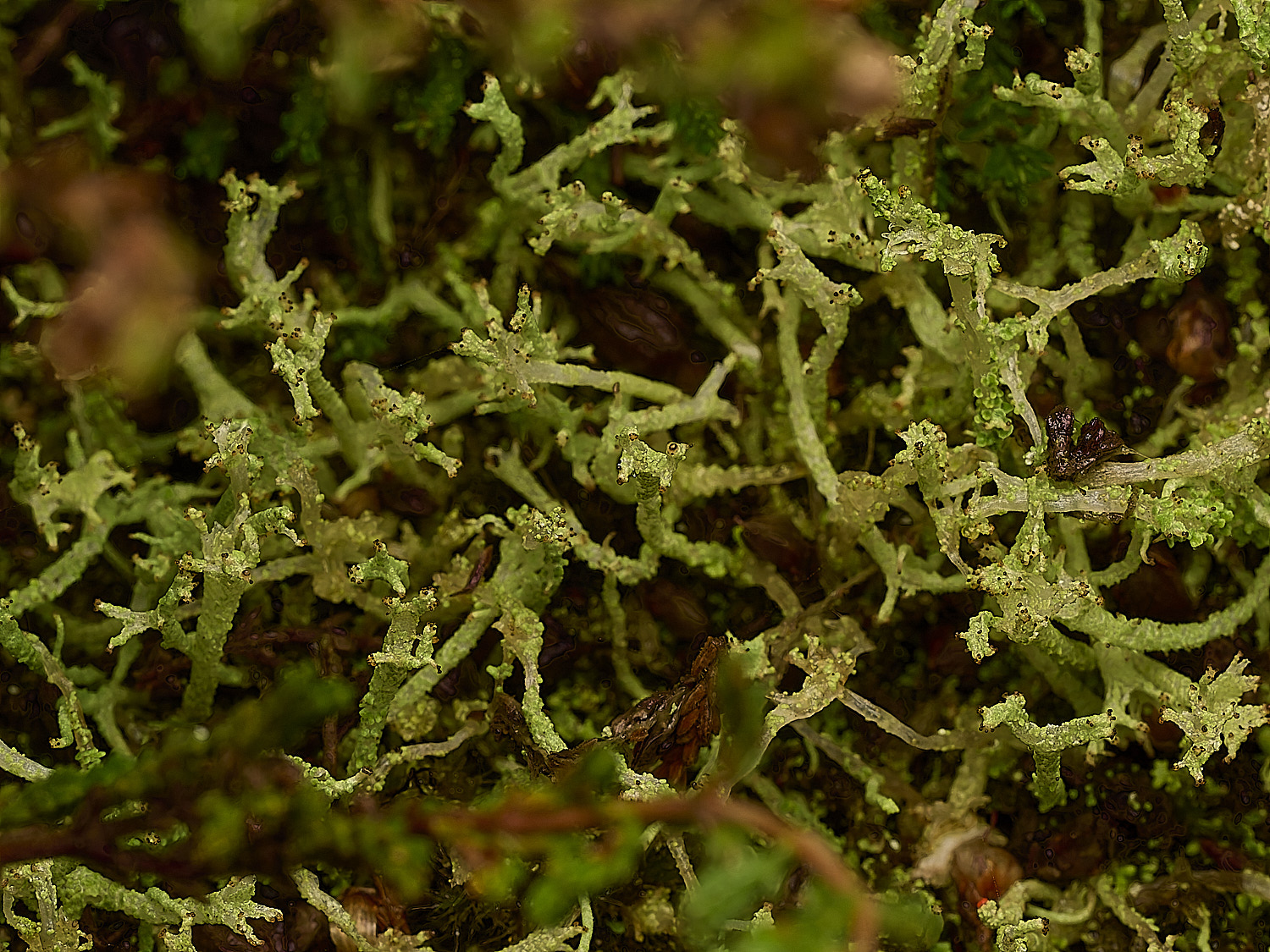 MarshamHeathCladoniaSp070226-1