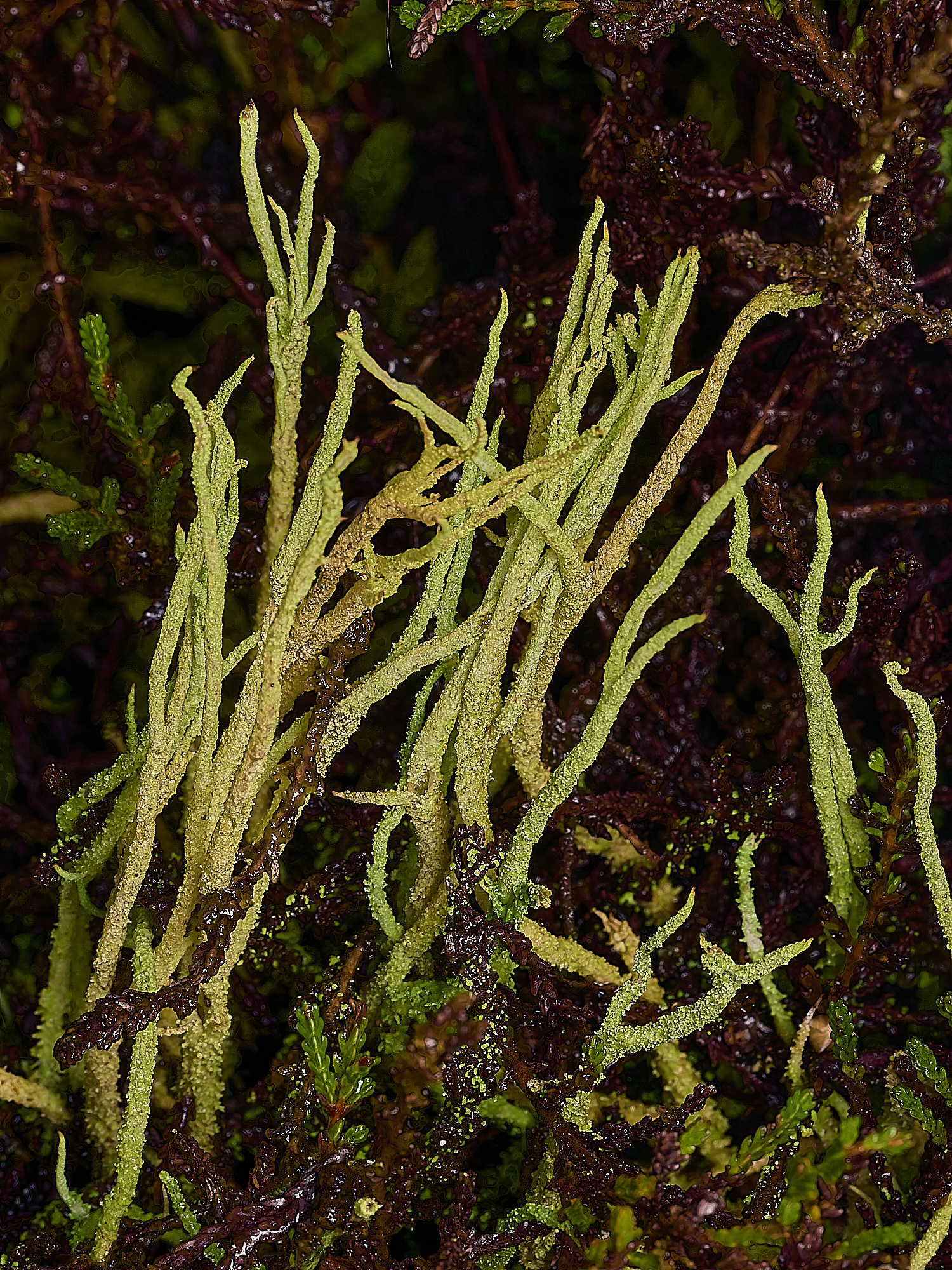 MarshamHeathCladoniaSp3070226-1