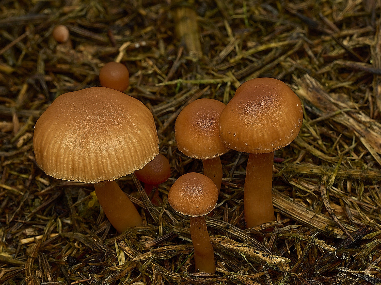 MarshamHeathFungusSp070226-2