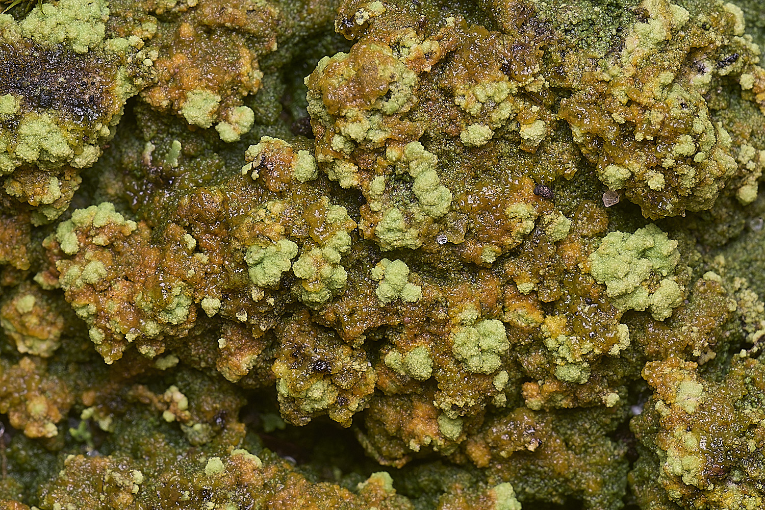 MarshanHeathCualiflowerLichen150126-1