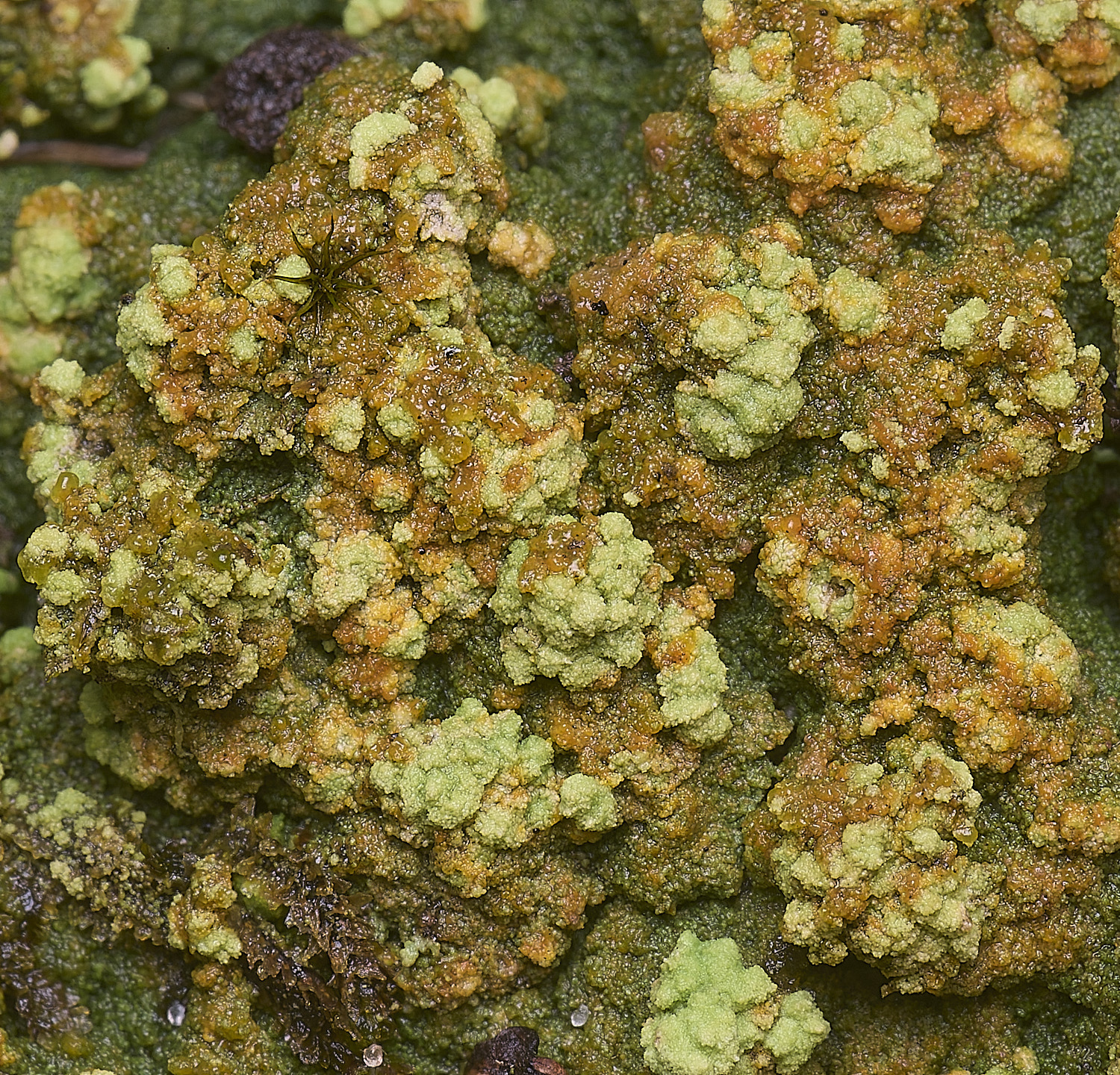 MarshanHeathCualiflowerLichen150126-2
