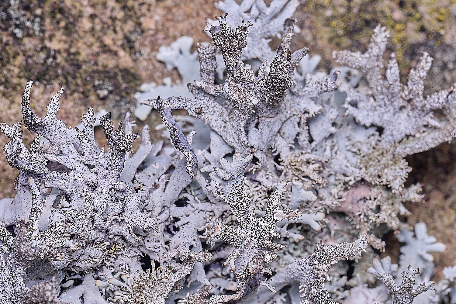 NectonPseudeverniafurfuracea290326-10