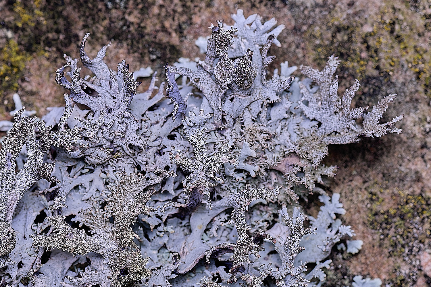 NectonPseudeverniafurfuracea290326-2