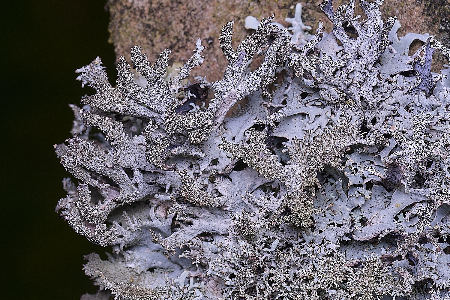 NectonPseudeverniafurfuracea290326-4