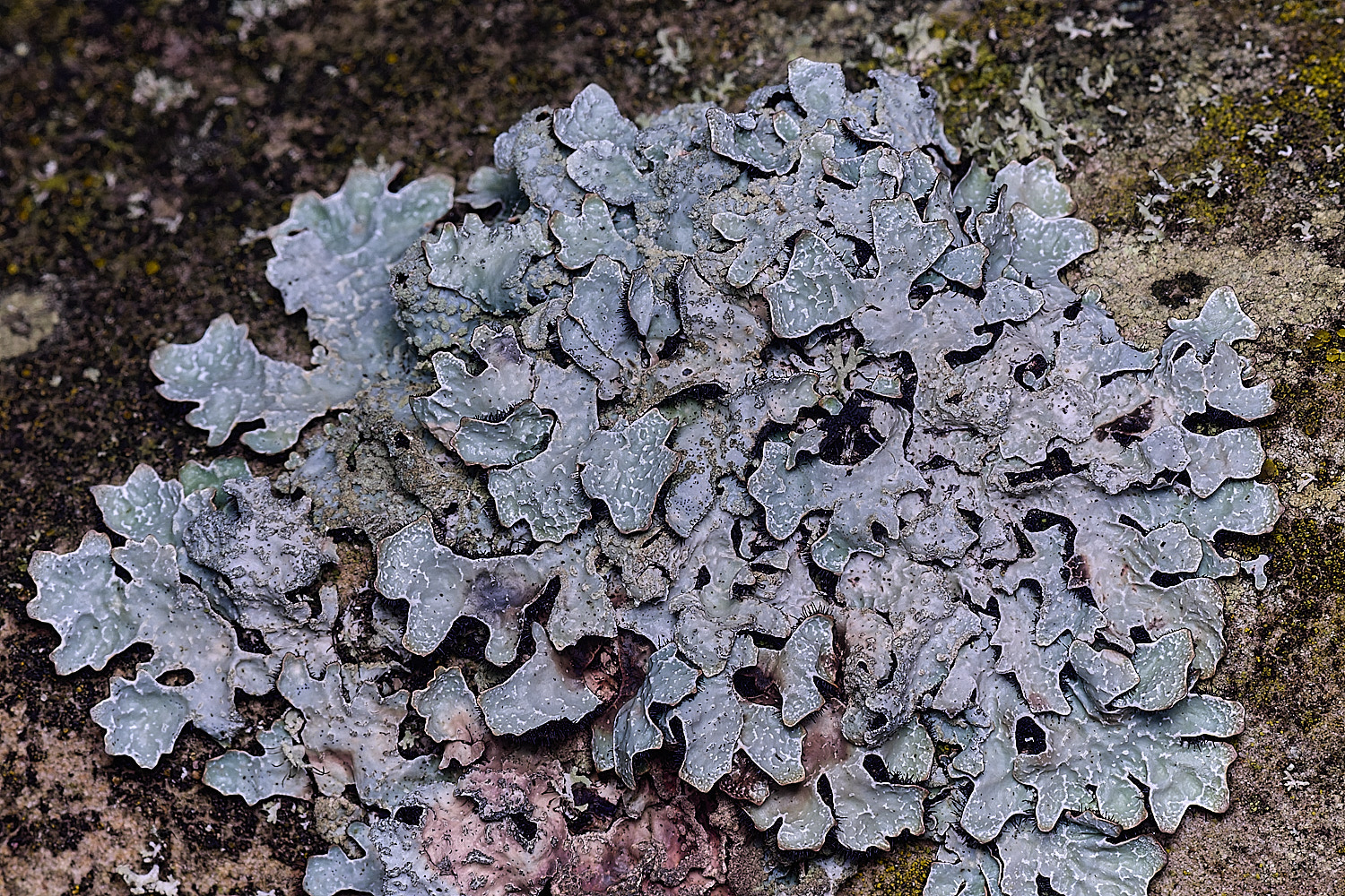 NectonPseudeverniaParmeliasulcata290326-1