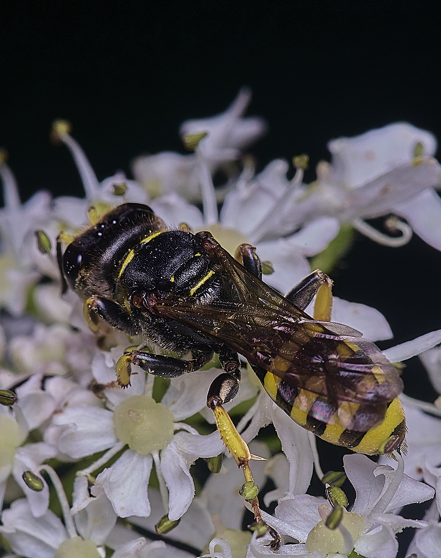 NorfolkEliteratus070726-4