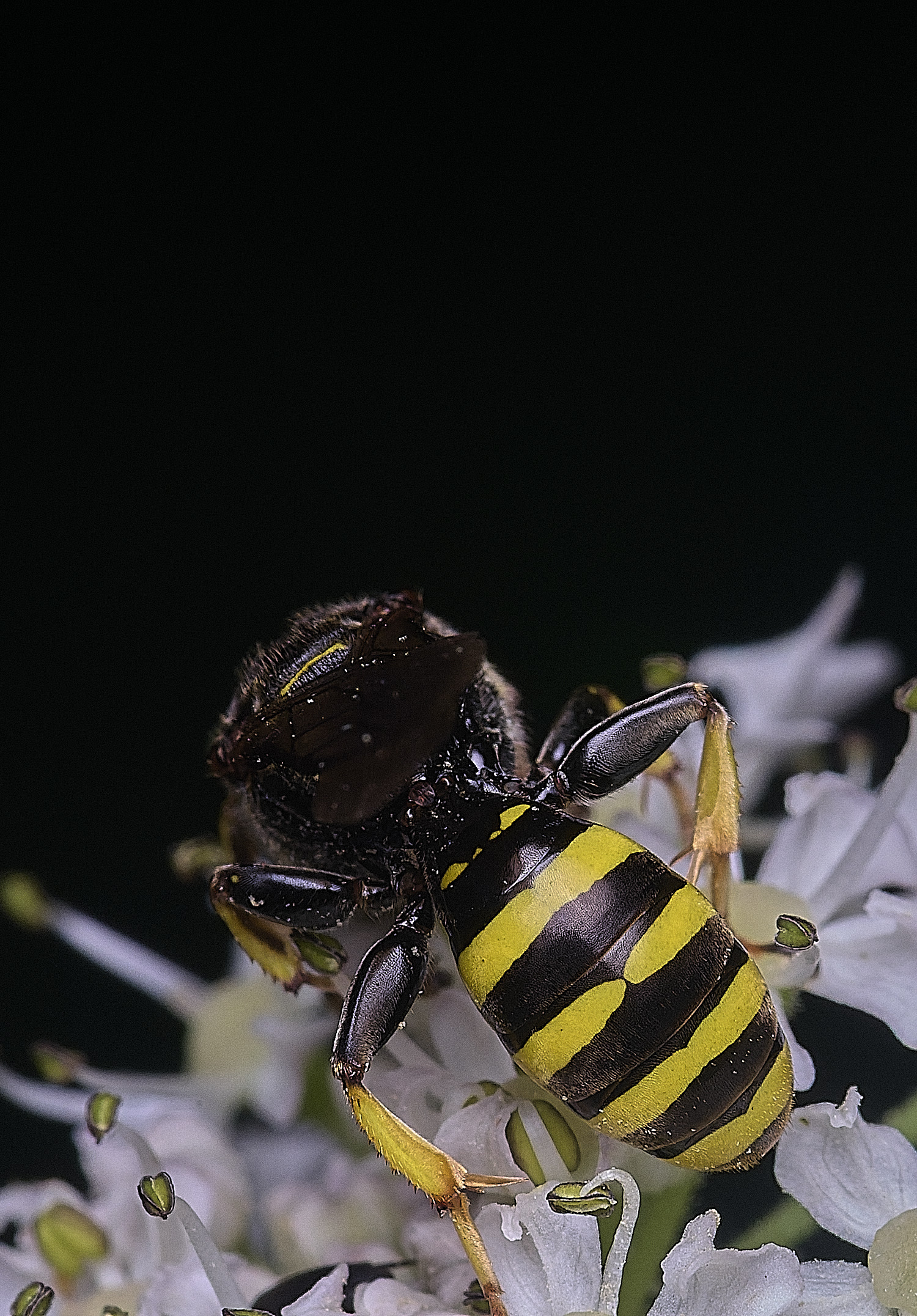 NorfolkEliteratus070726-5