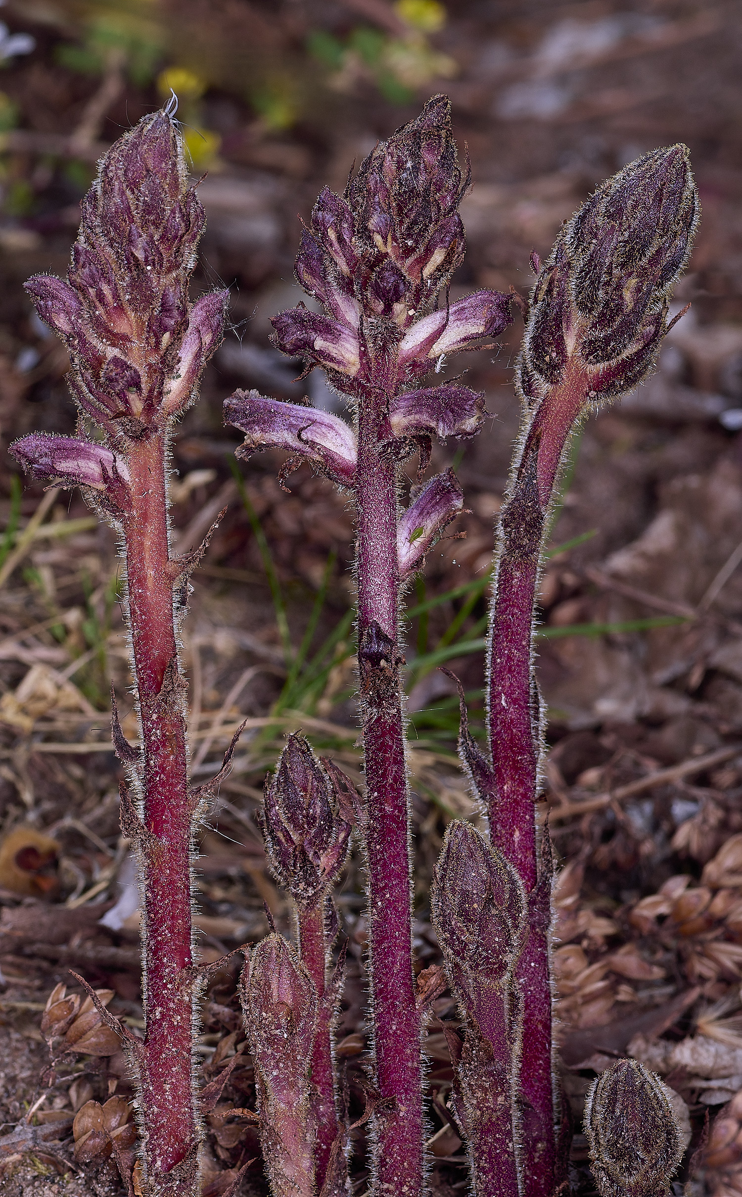NorwichIvyBroomrape170526-1