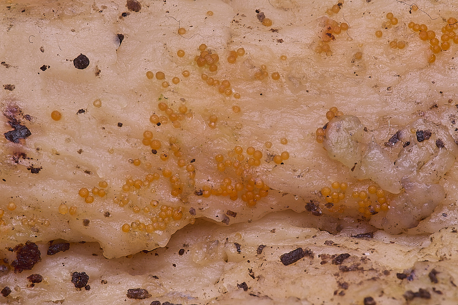 NorwichOrange120126-1