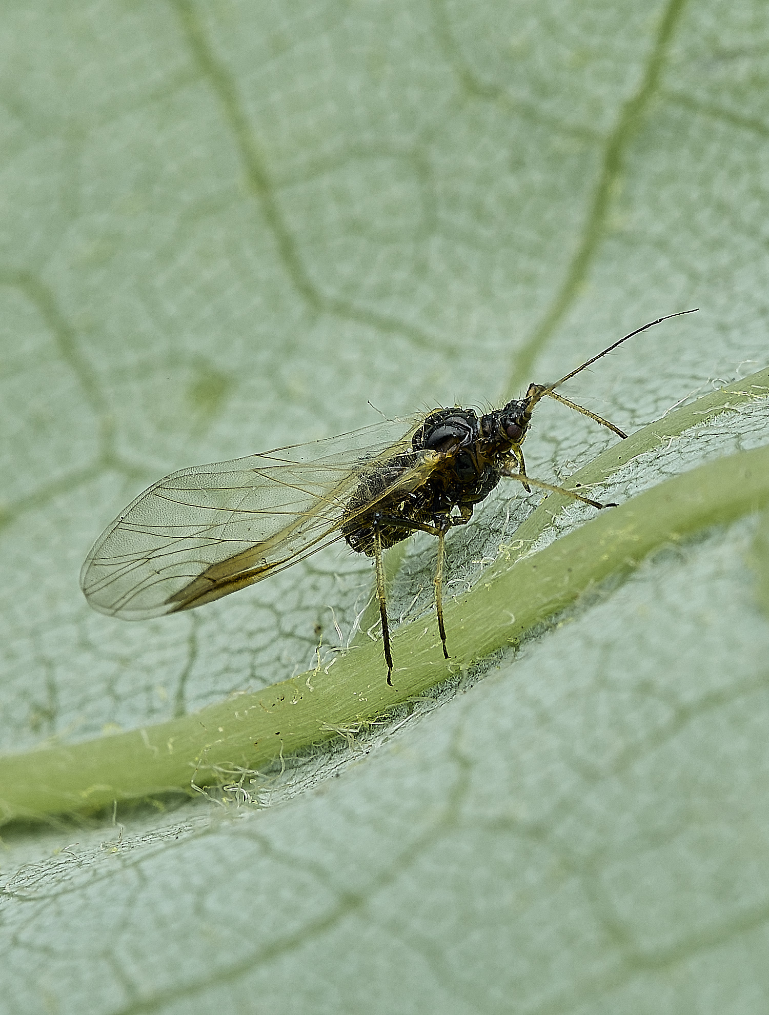 NorwichPeriphyllustestudinaceus170526-1
