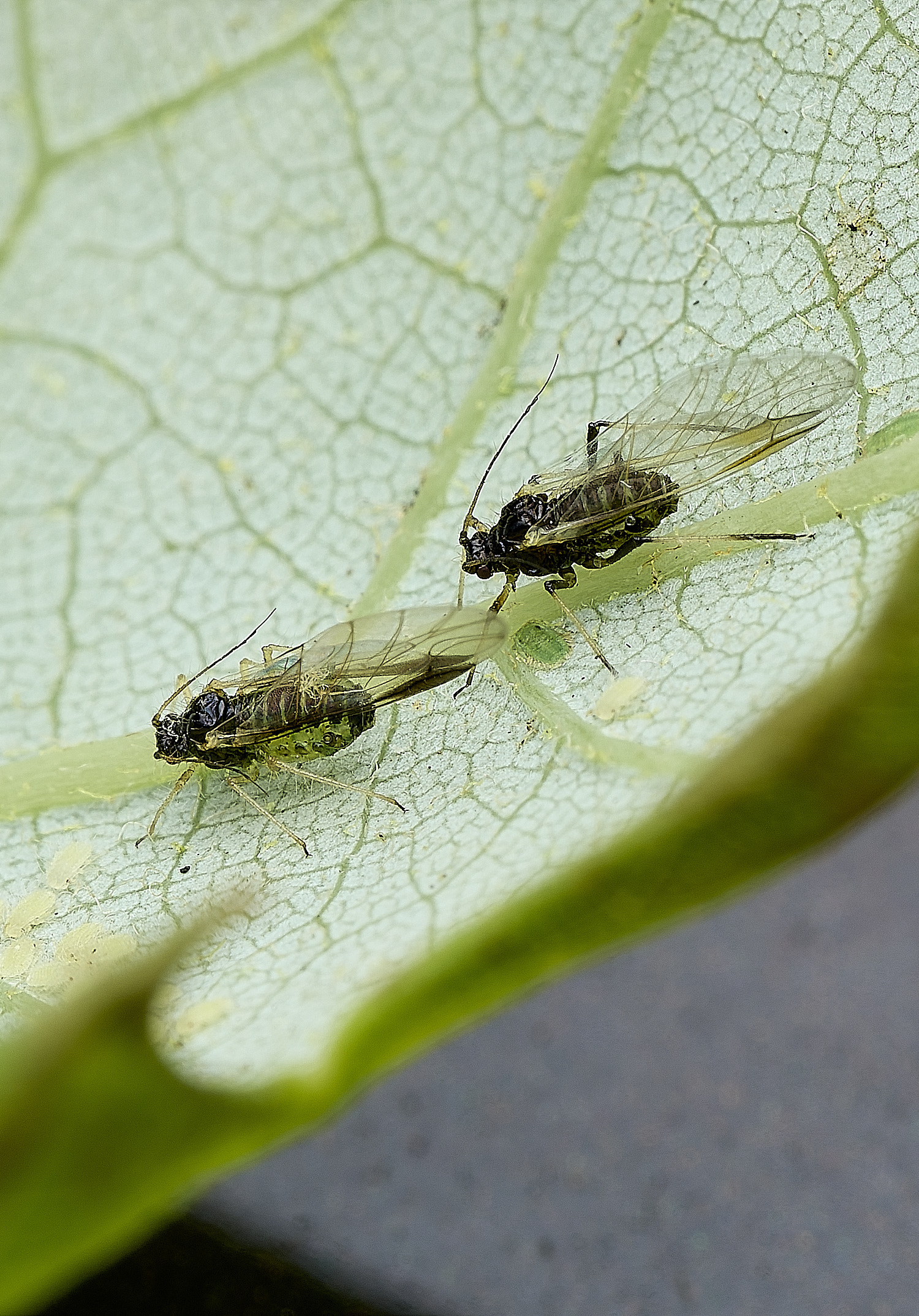 NorwichPeriphyllustestudinaceus170526-2