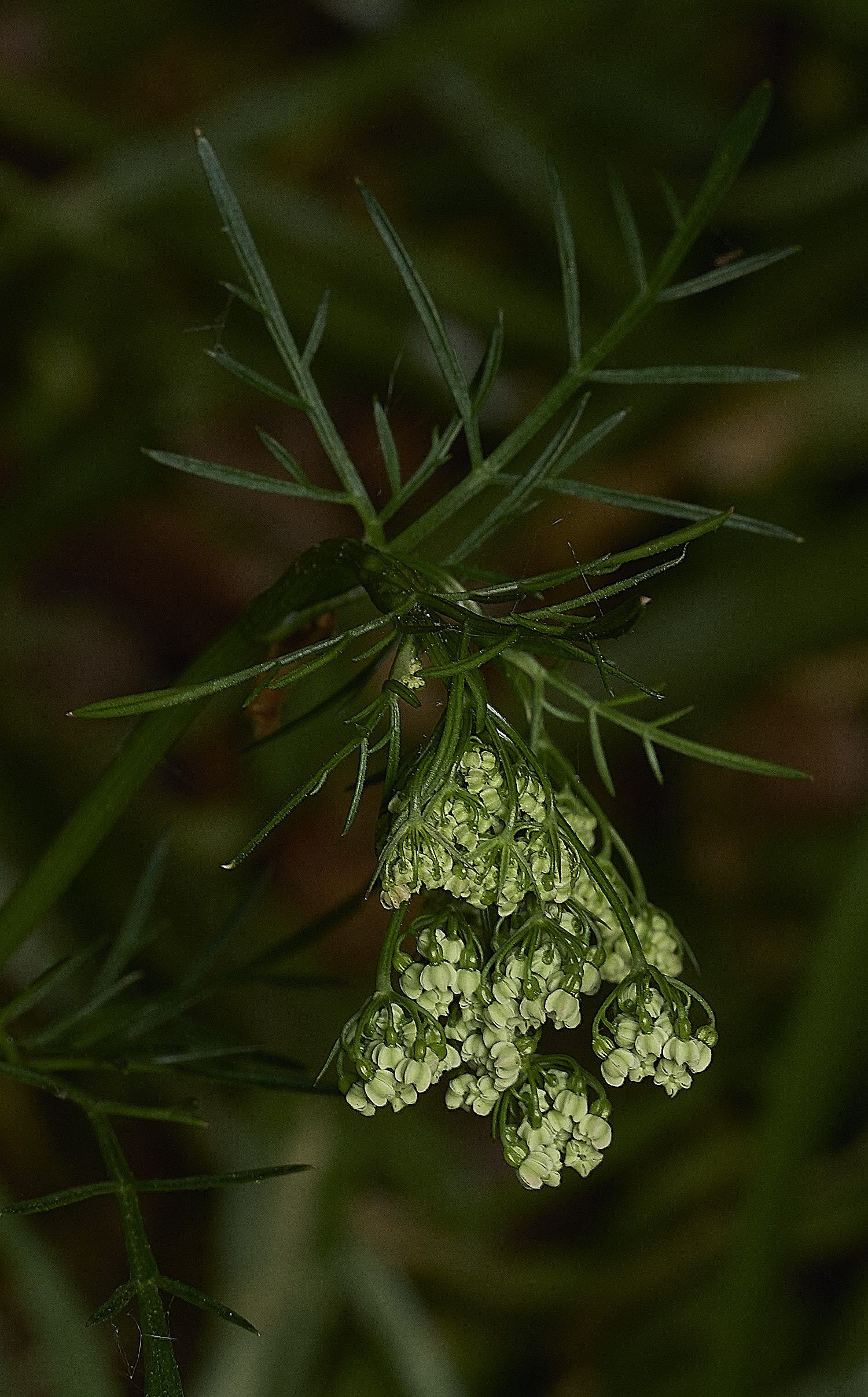 NorwichPignut290426-1