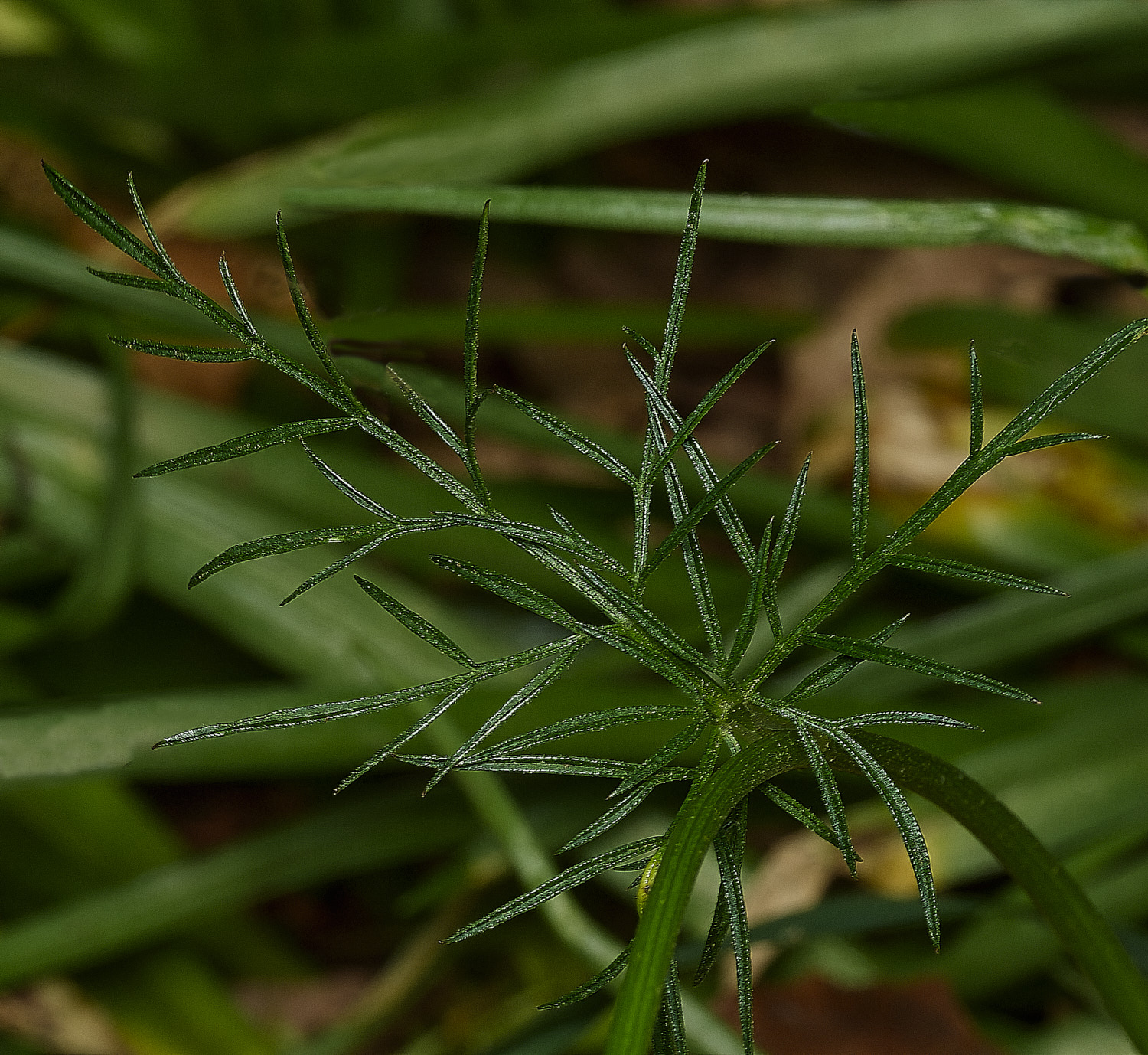 NorwichPignut290426-2 1