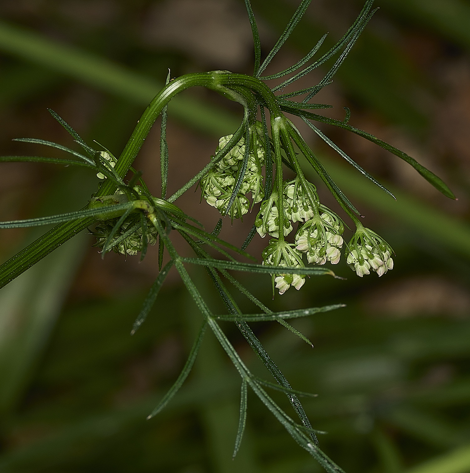 NorwichPignut290426-3