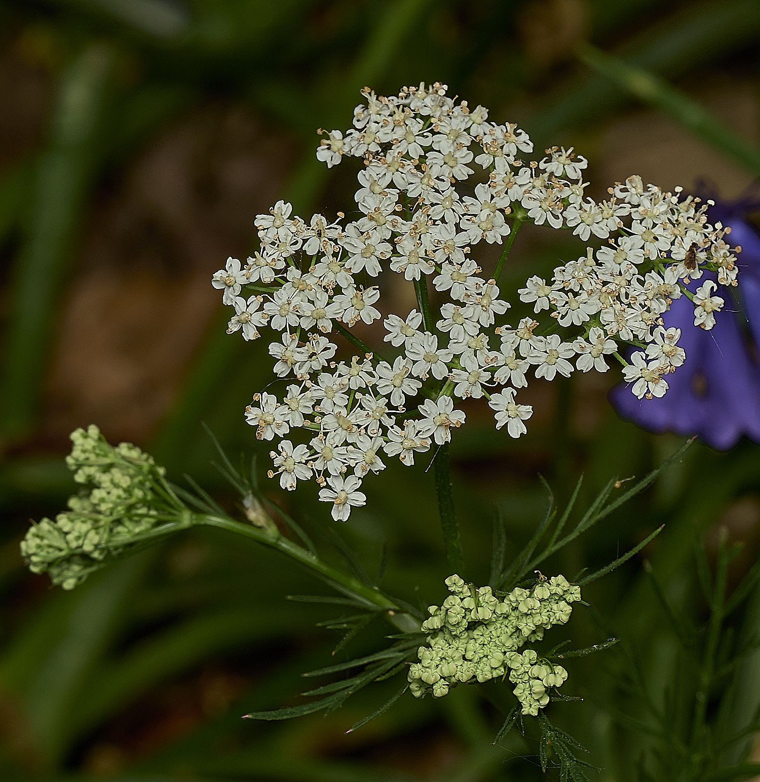 NorwichPignut290426-4