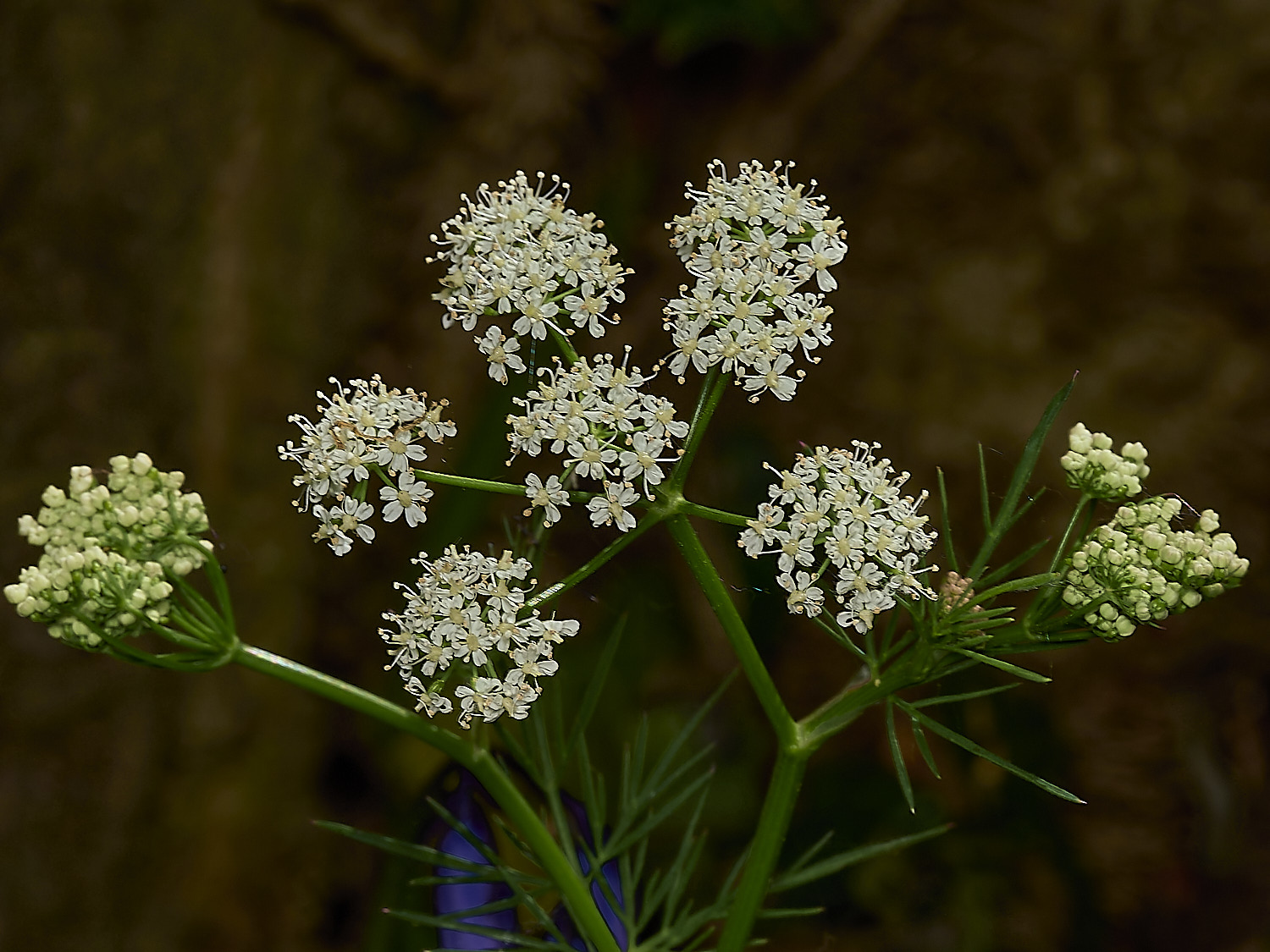 NorwichPignut290426-5