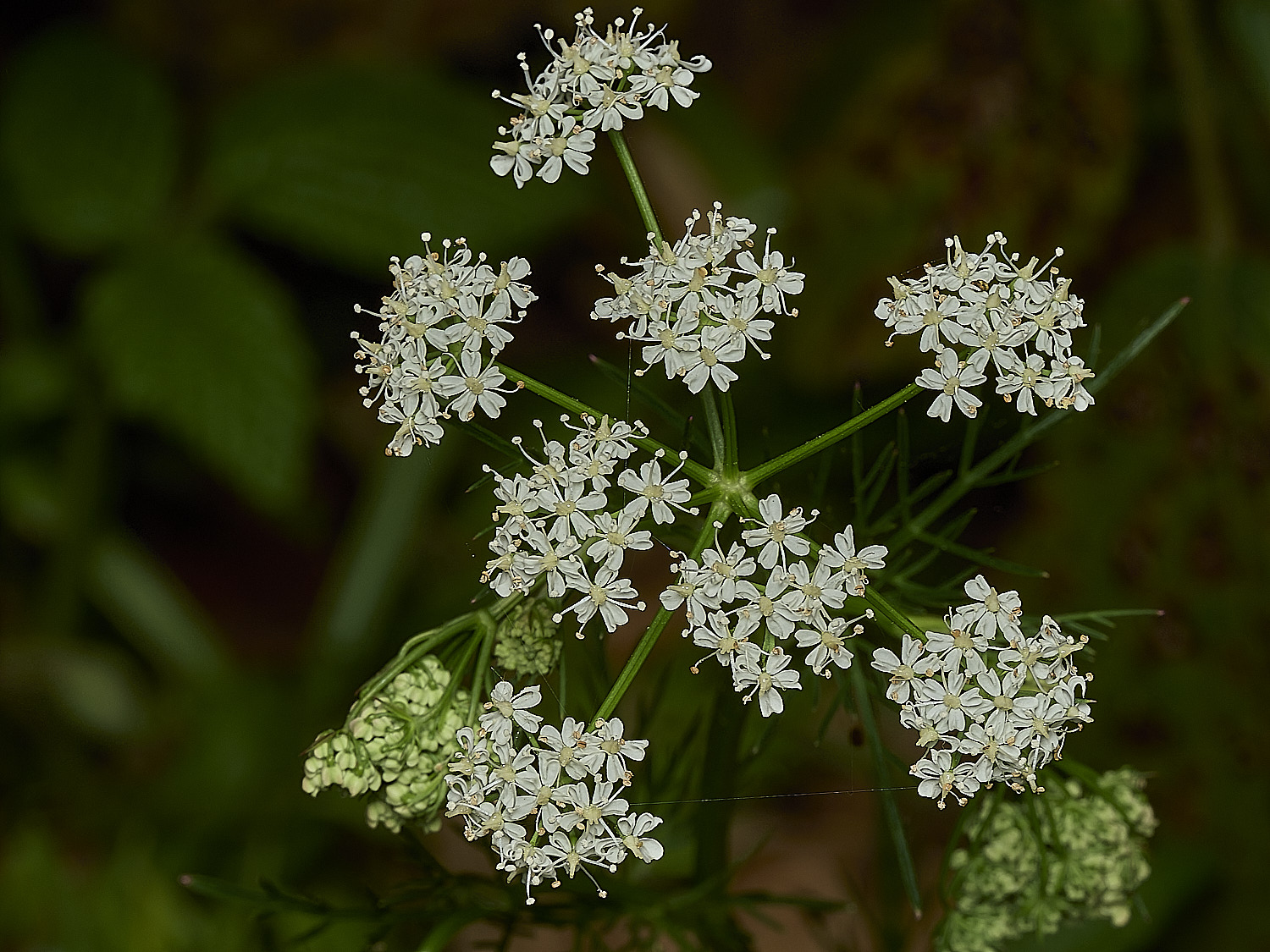 NorwichPignut290426-6