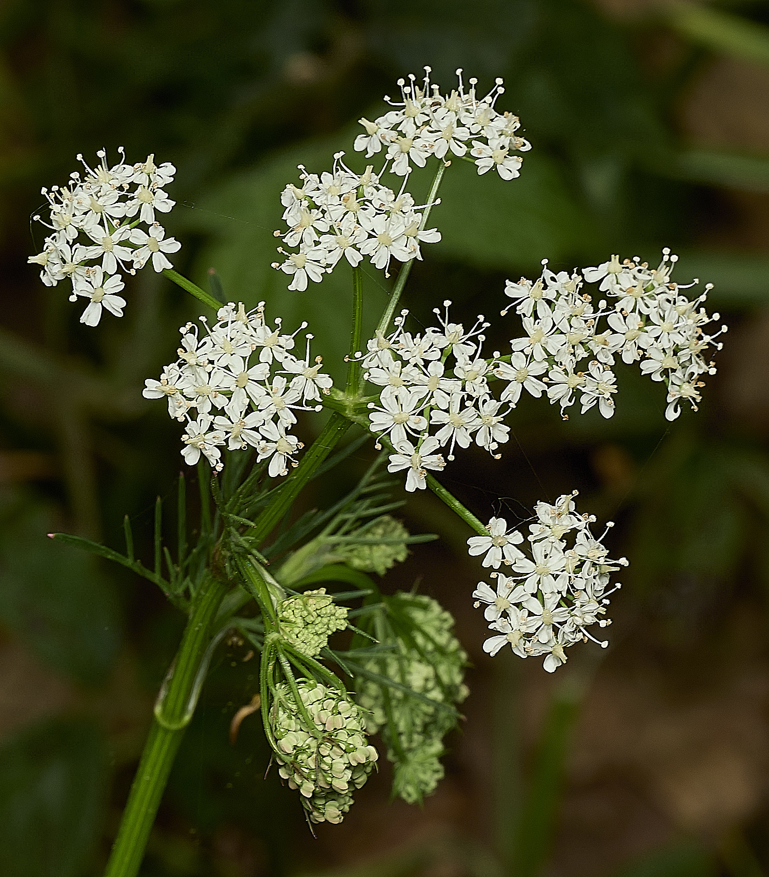NorwichPignut290426-7