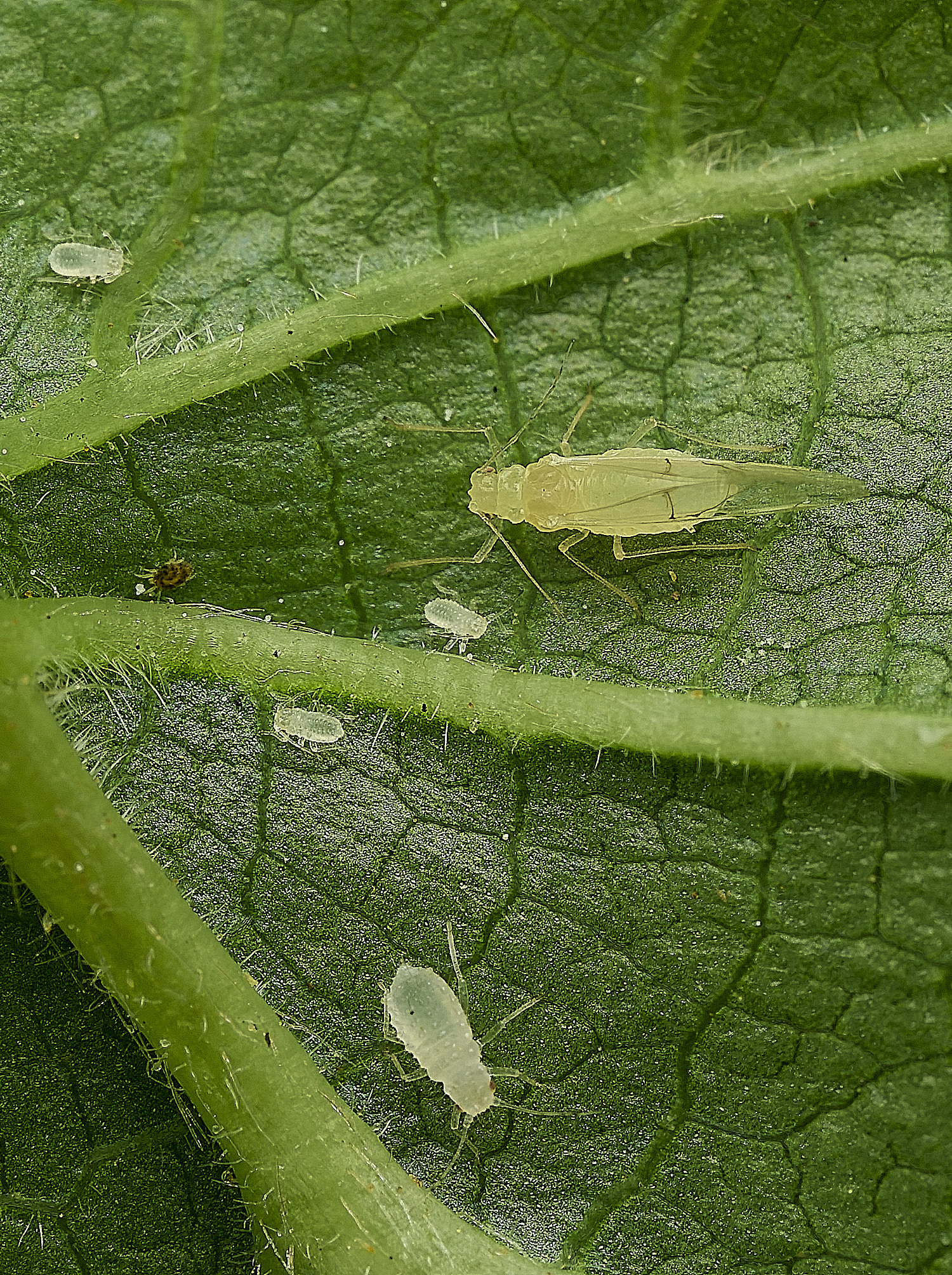 NorwichTurkeyHazelAphid290426-1
