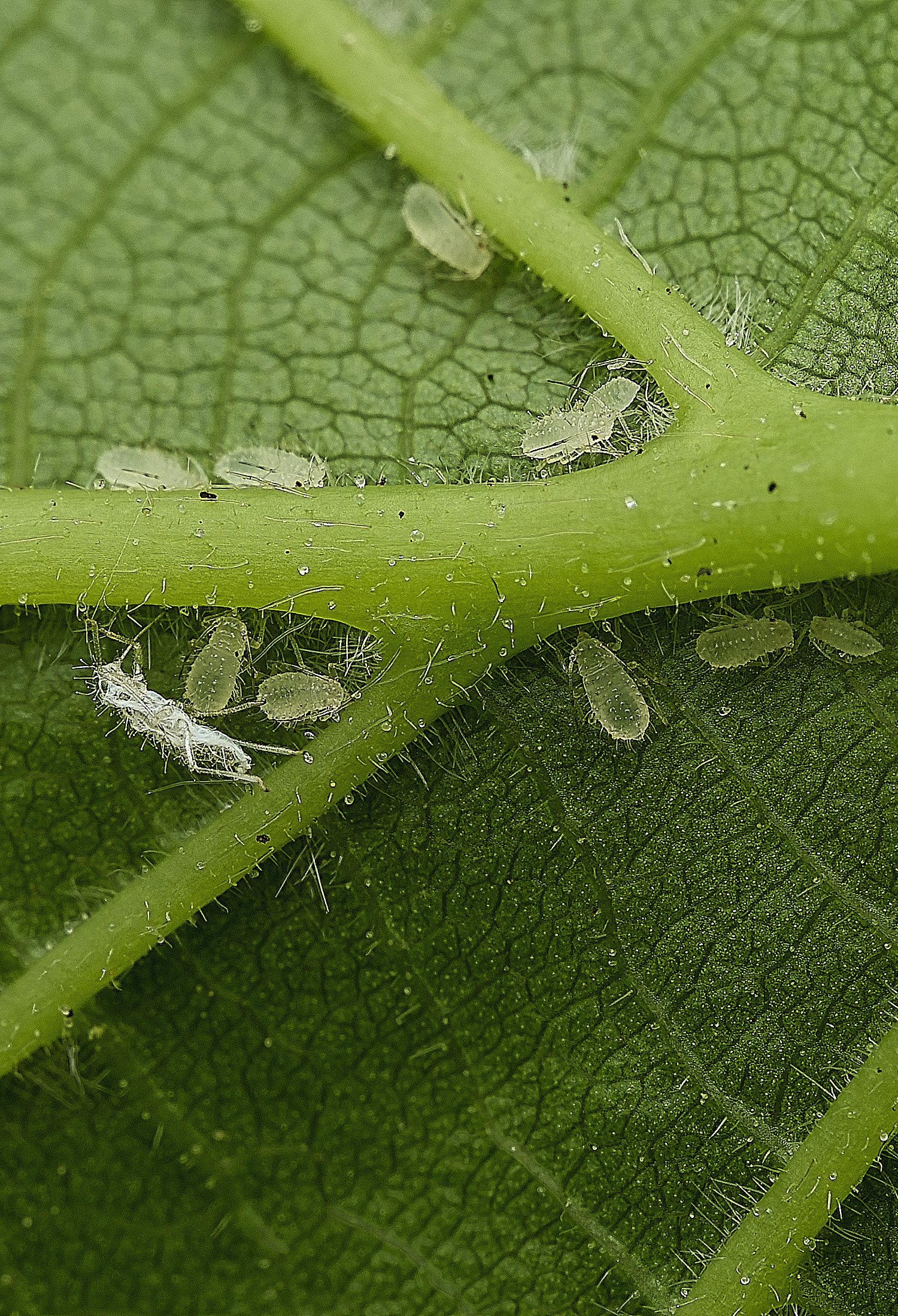 NorwichTurkeyHazelAphid290426-2