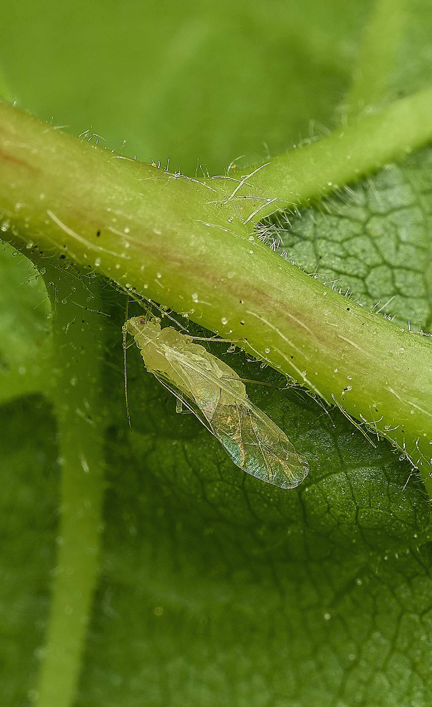 NorwichTurkeyHazelAphid290426-3