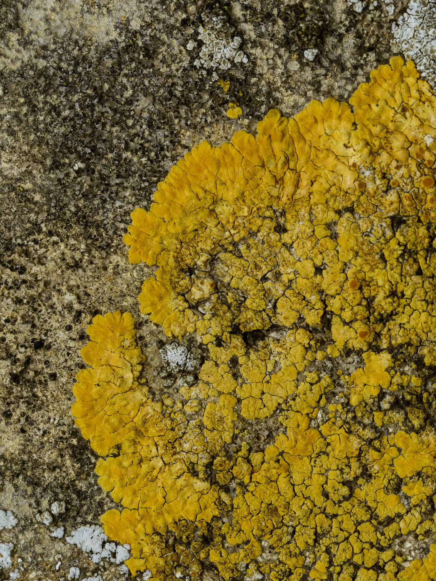 Ranworthaurantia210426-1