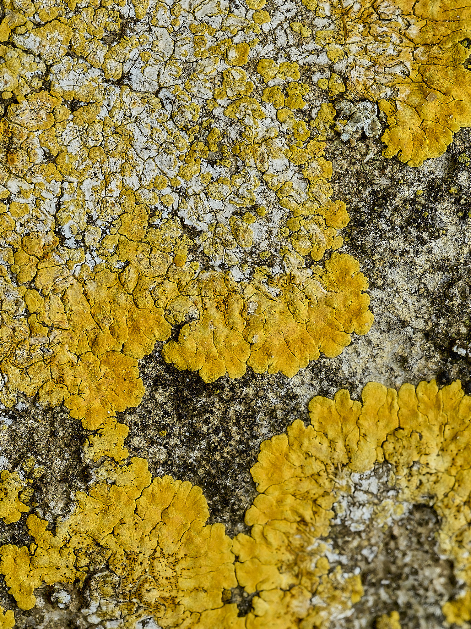 Ranworthaurantia210426-2