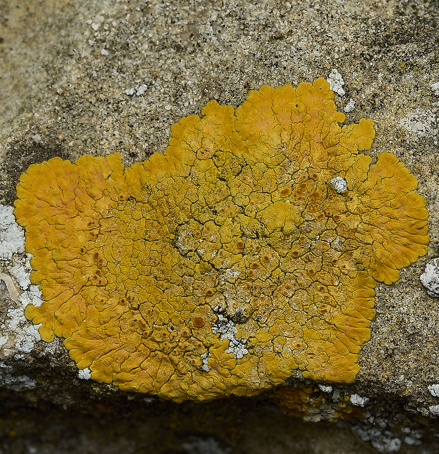Ranworthaurantia210426-3