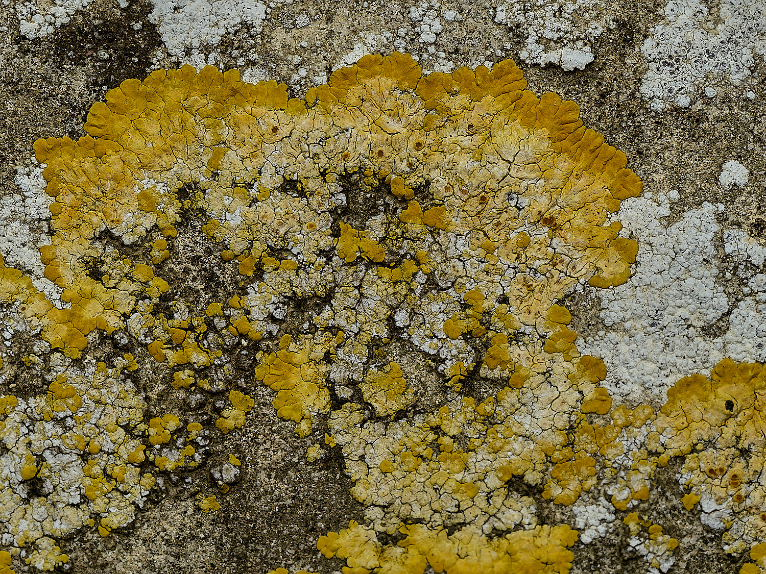Ranworthaurantia210426-4