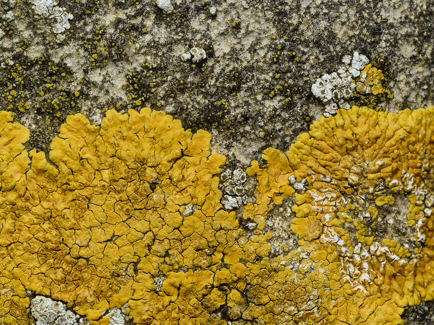 Ranworthaurantiaflavescens210426-1