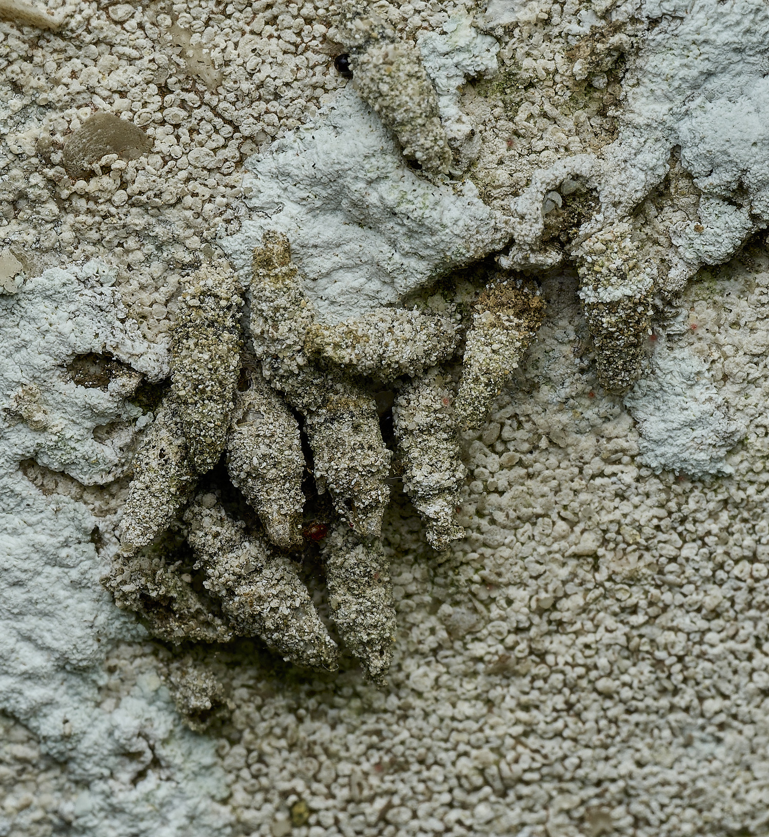 RanworthBagworms210426-1