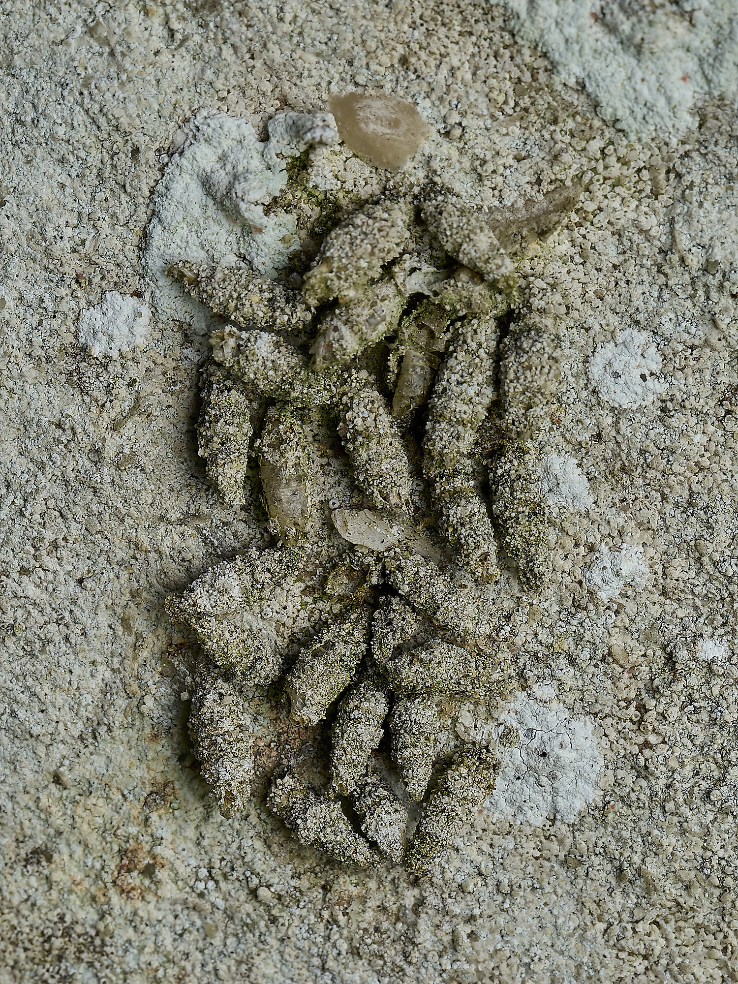 RanworthBagworms210426-2