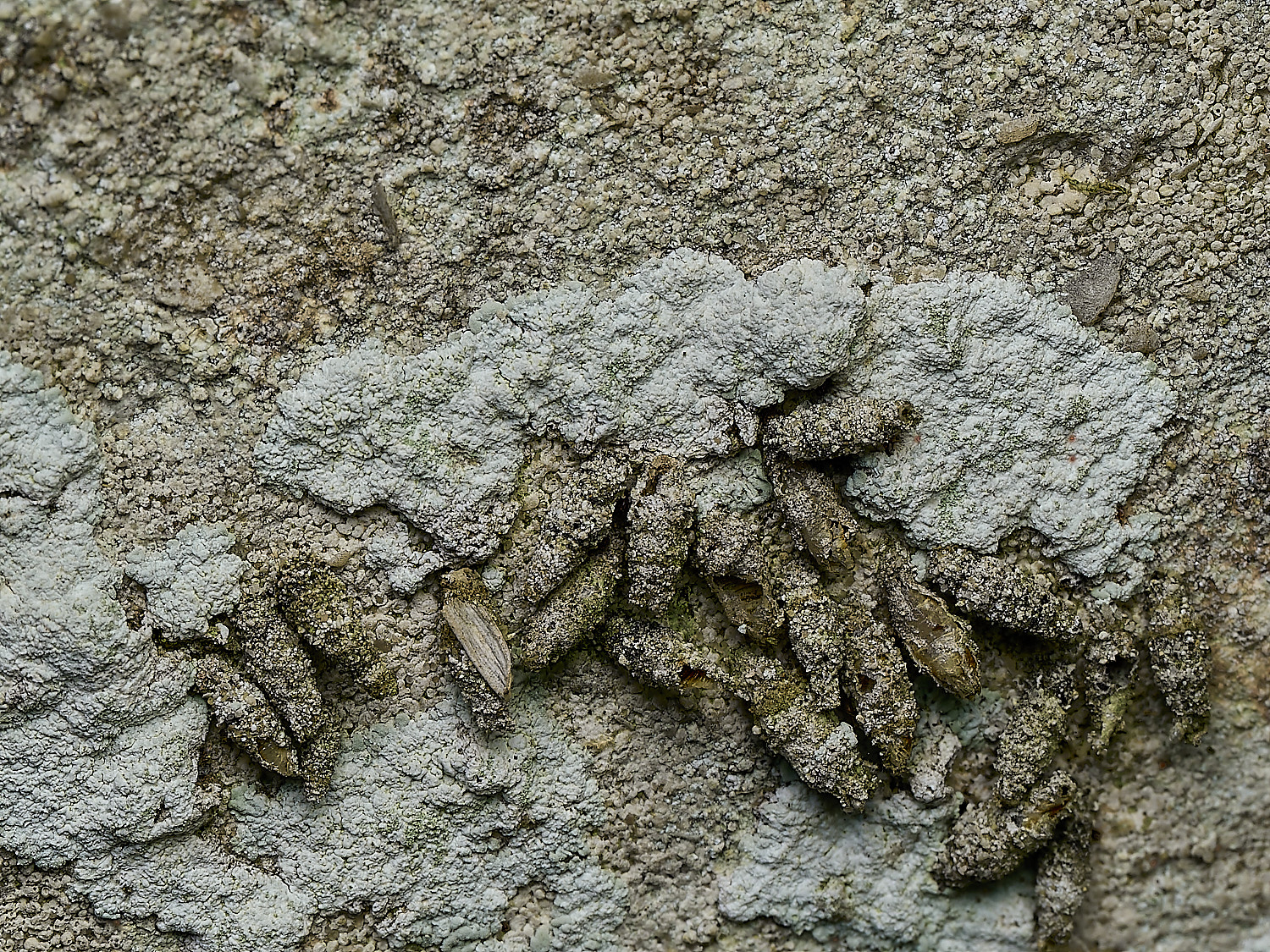 RanworthBagworms210426-3