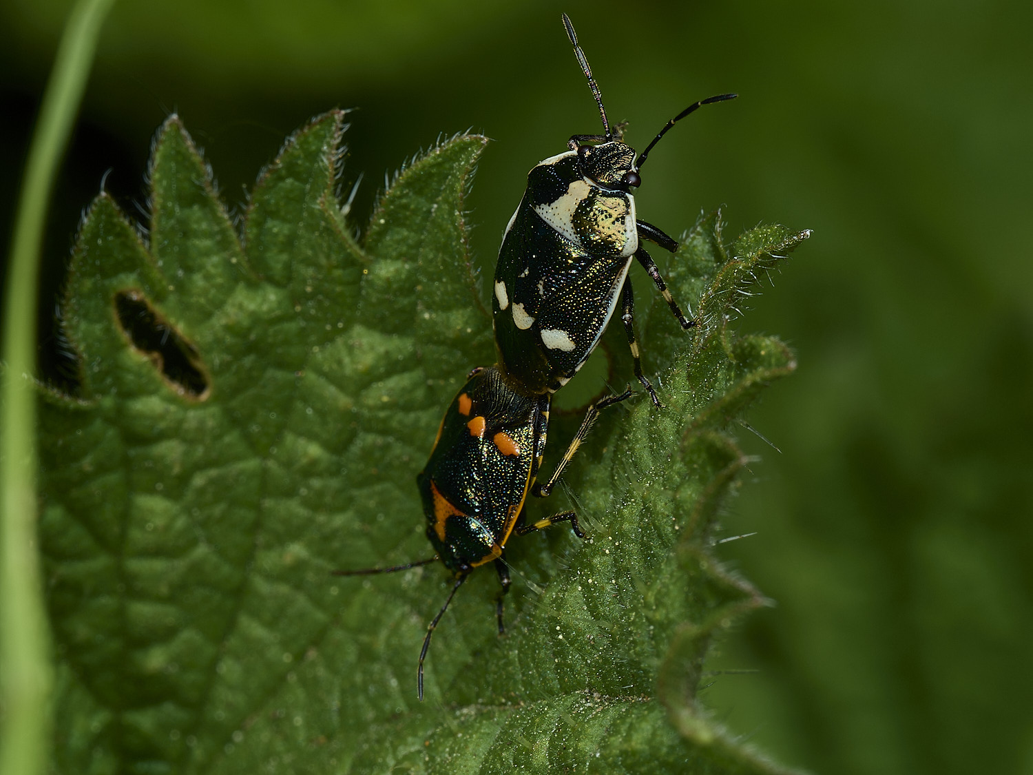 RanworthBrassicaShieldbug210426-1