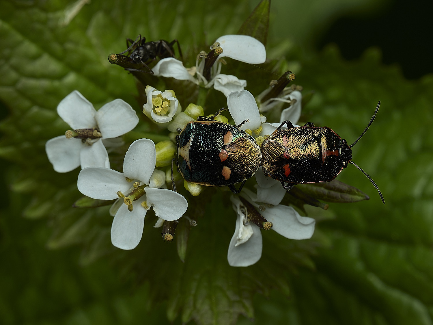 RanworthBrassicaShieldbug210426-2