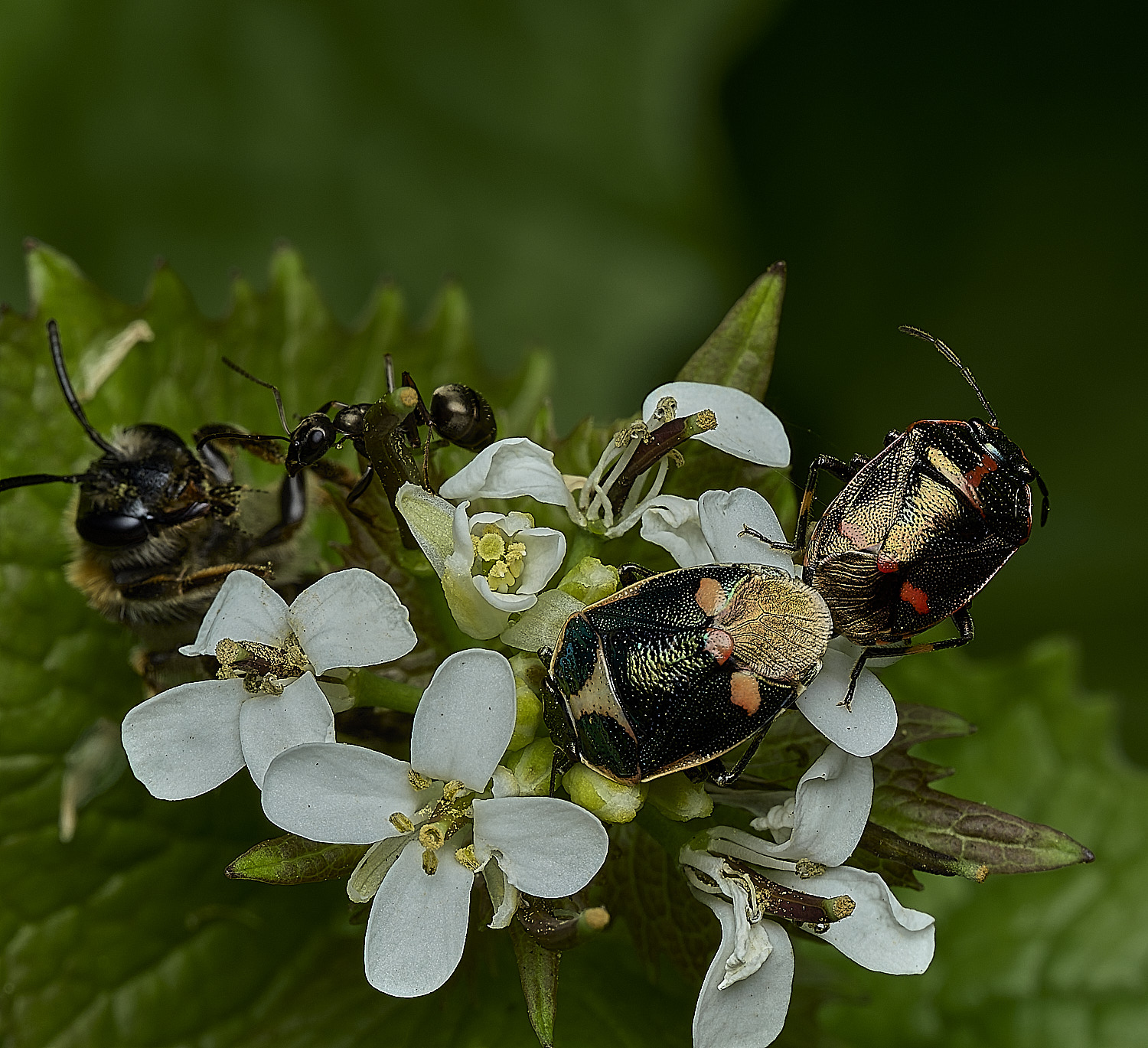 RanworthBrassicaShieldbug210426-3