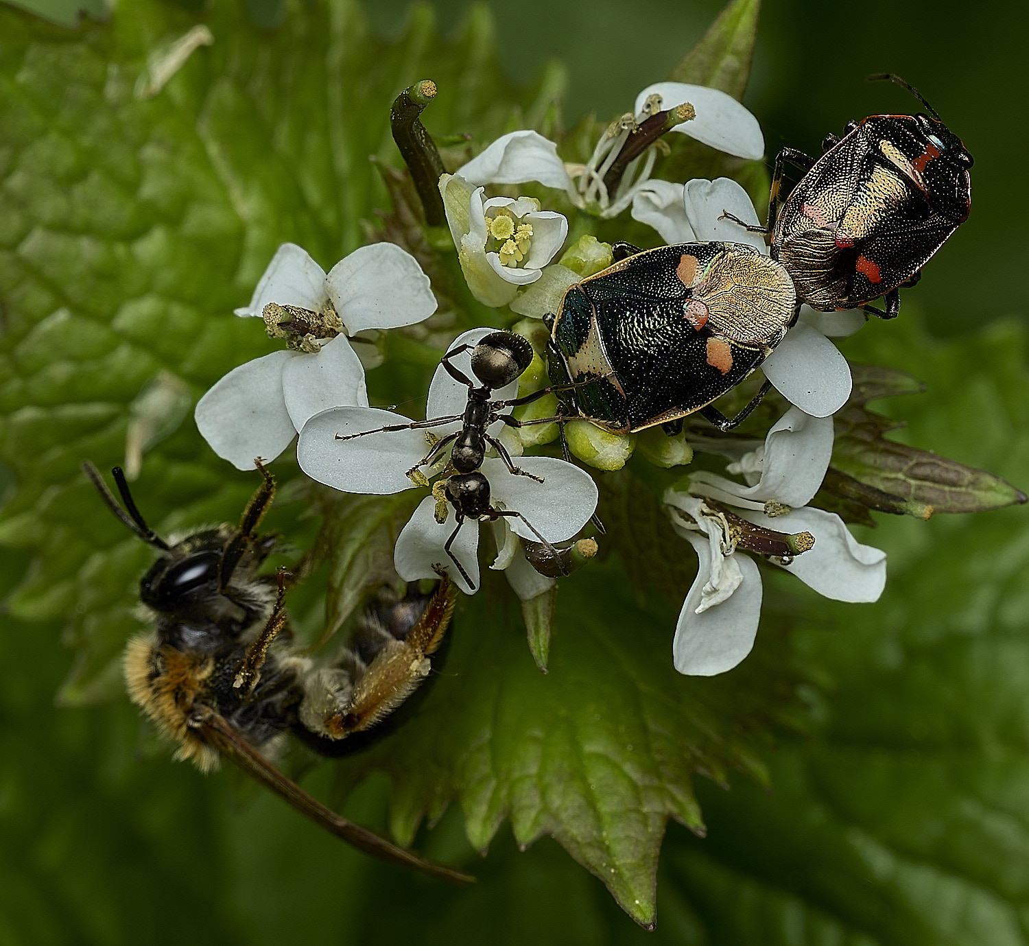RanworthBrassicaShieldbug210426-4