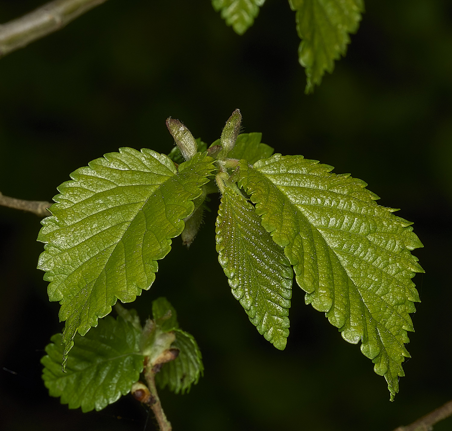 RanworthElm210426-1