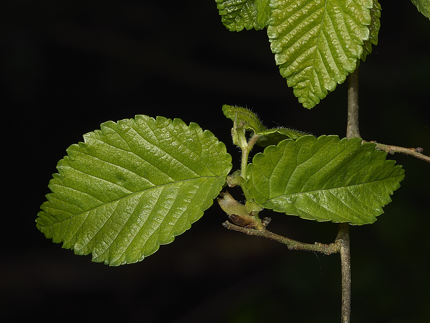RanworthElm210426-3