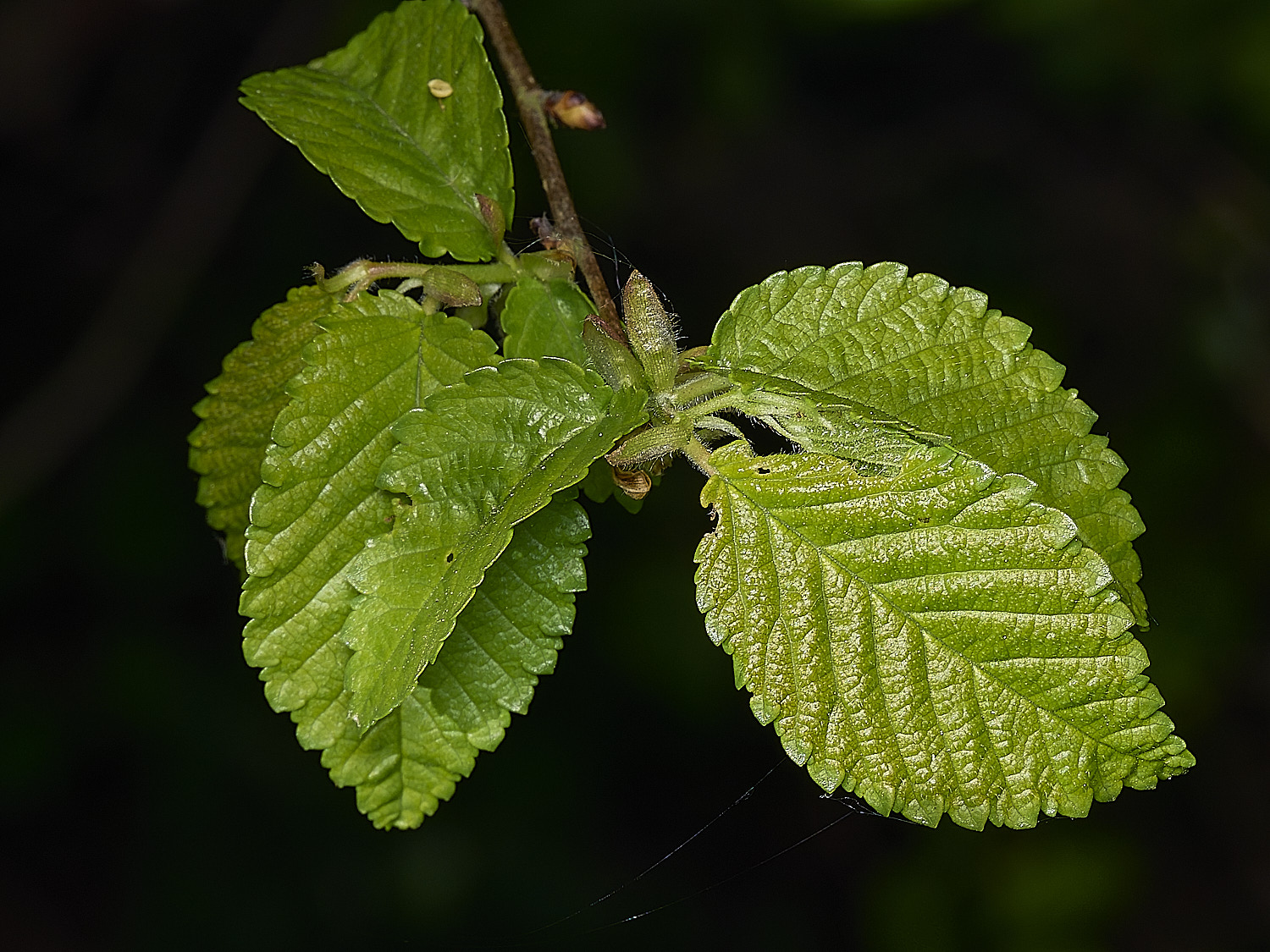 RanworthElm210426-4