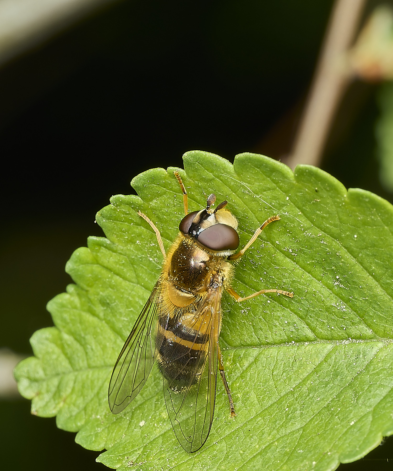 RanworthEpistrophe210426-1