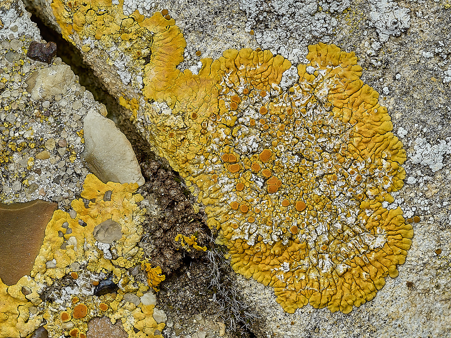 Ranworthflavescens210426-1