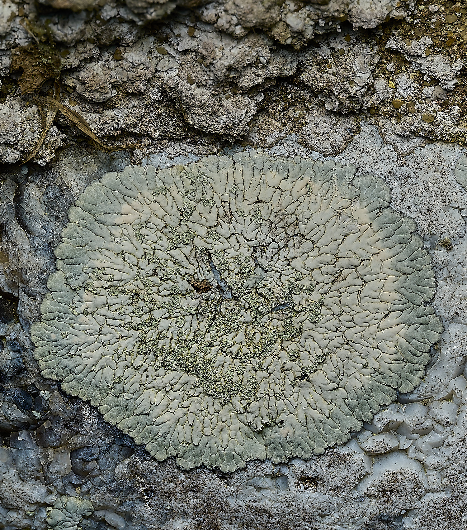 RanworthLichen10210426-1 1