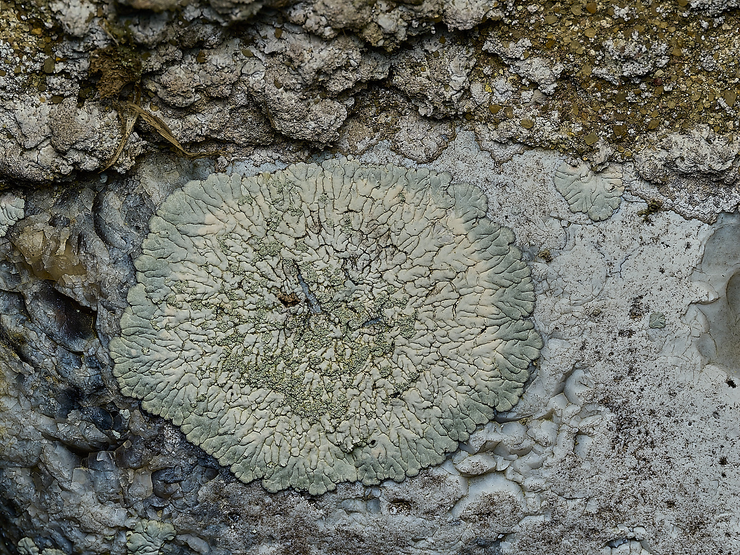 RanworthLichen10210426-1