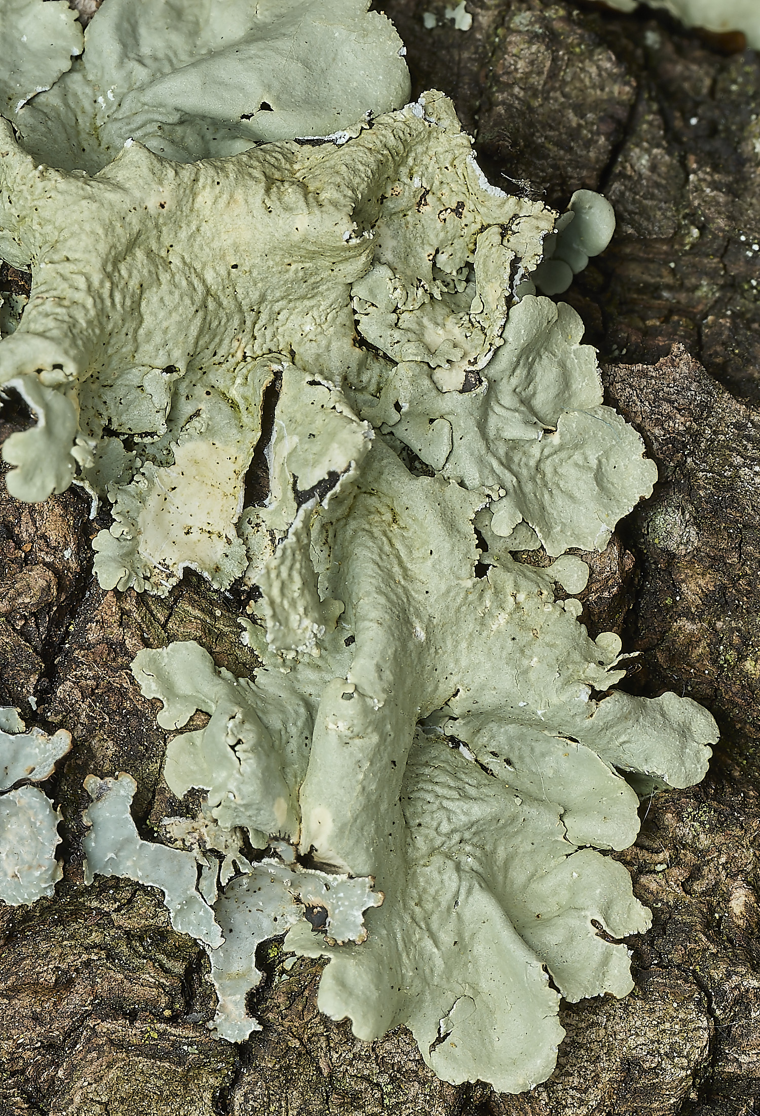 RanworthLichen11210426-1 1