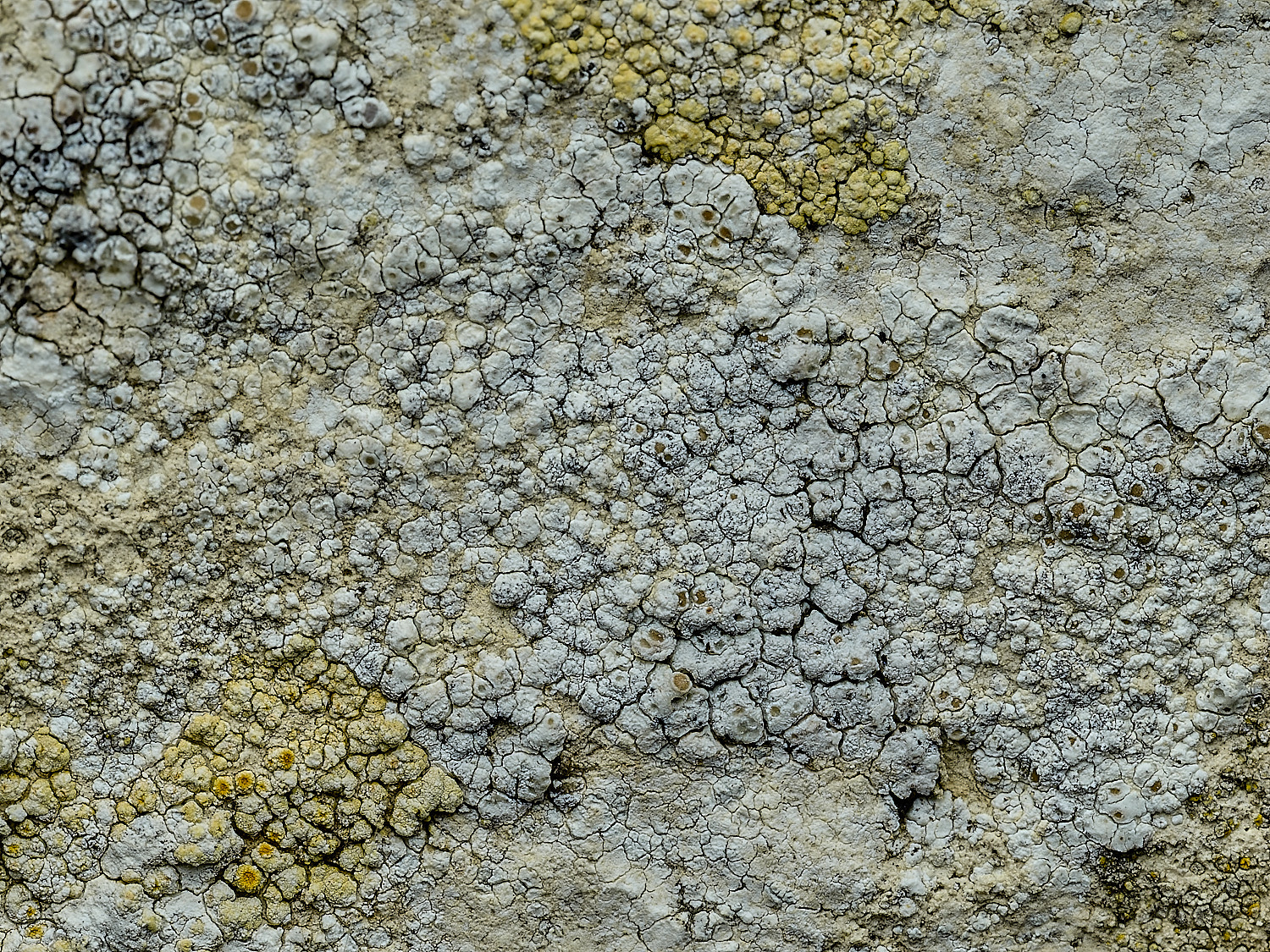 RanworthLichen1210426-1